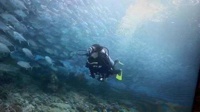 救援海盗章鱼